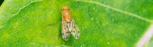 suzukii Kirschessigfliege