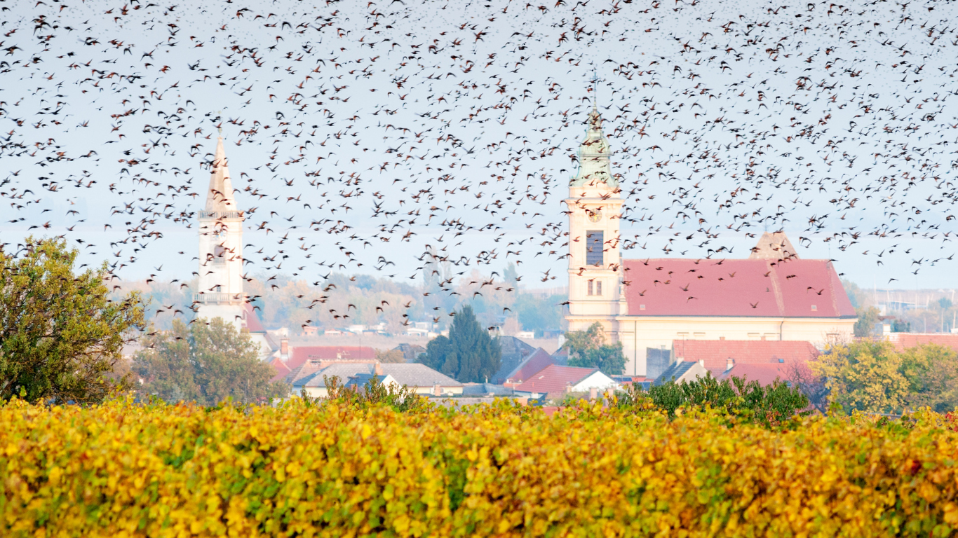 Vögel fliegen über ein Feld mit einem Dorf im Hintergrund
