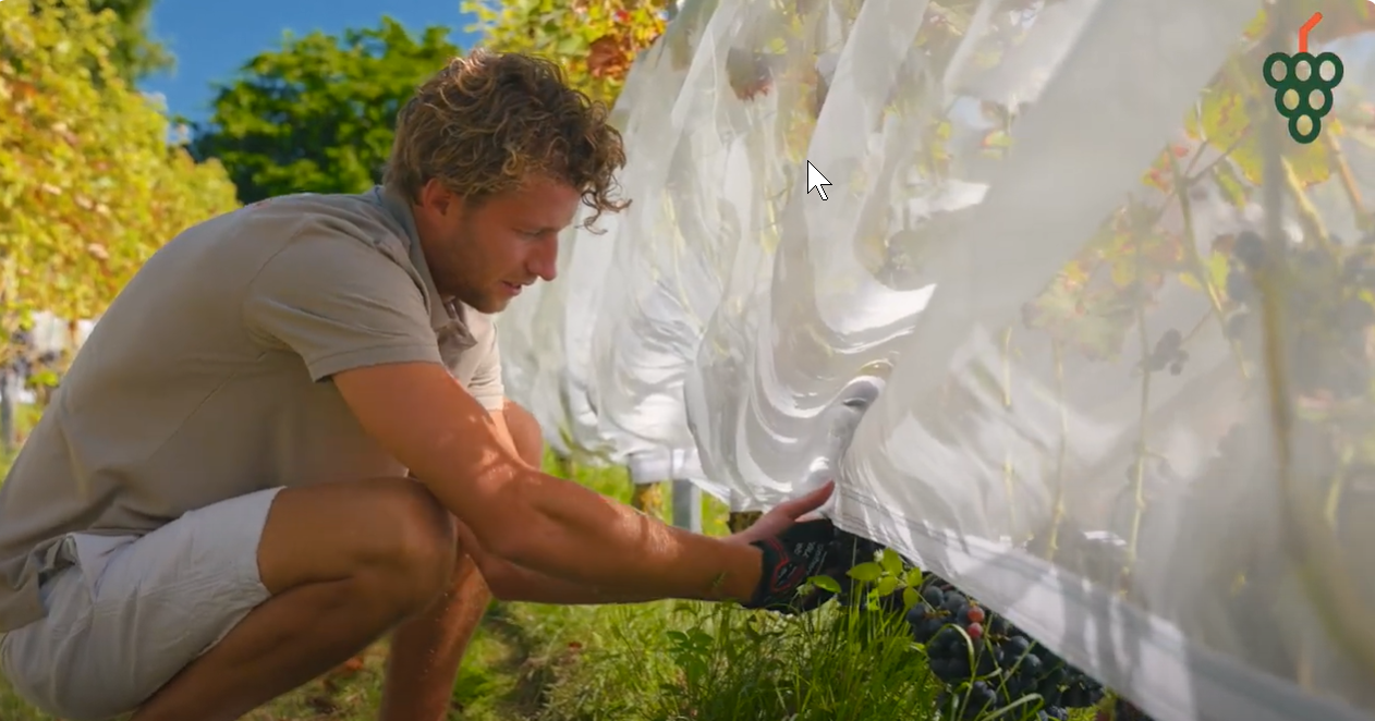 Video laden: Der Einsatz des Kirschessigfliegenetzes mit Klettverschluss in einem Weinberg