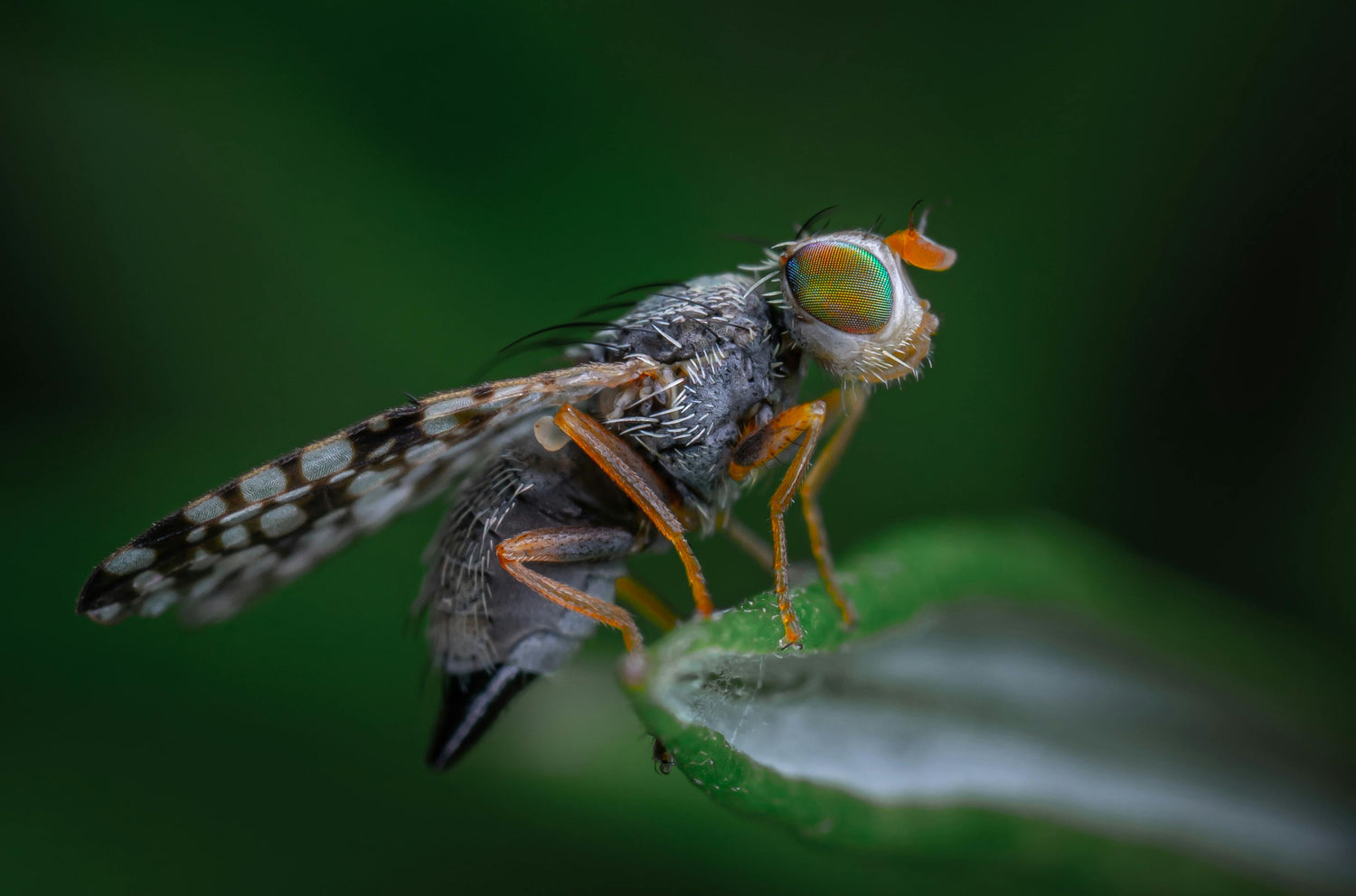 Nahaufnahme einer Kirschessigfliege (Drosophila suzukii) auf einem Blatt
