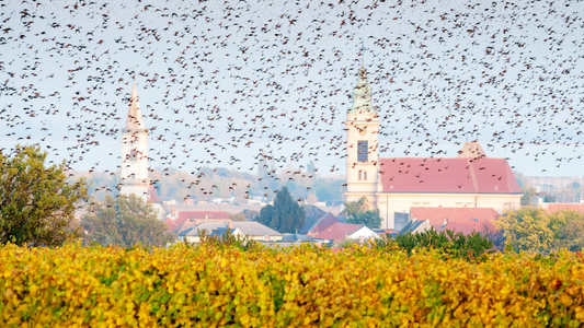 Halte Vögel von deinem Weinberg fern