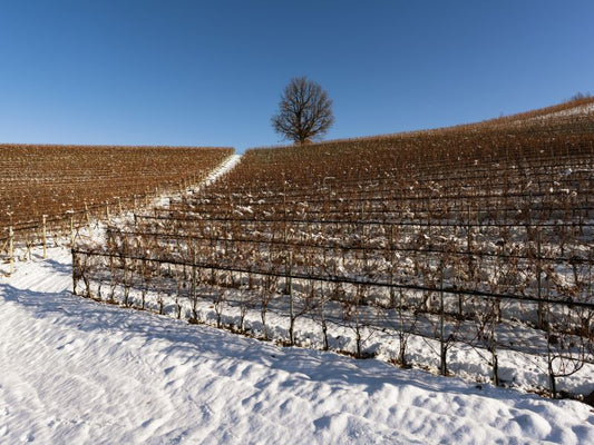 Eisweinnetz für mehr Ertrag bei der Eisweinernte