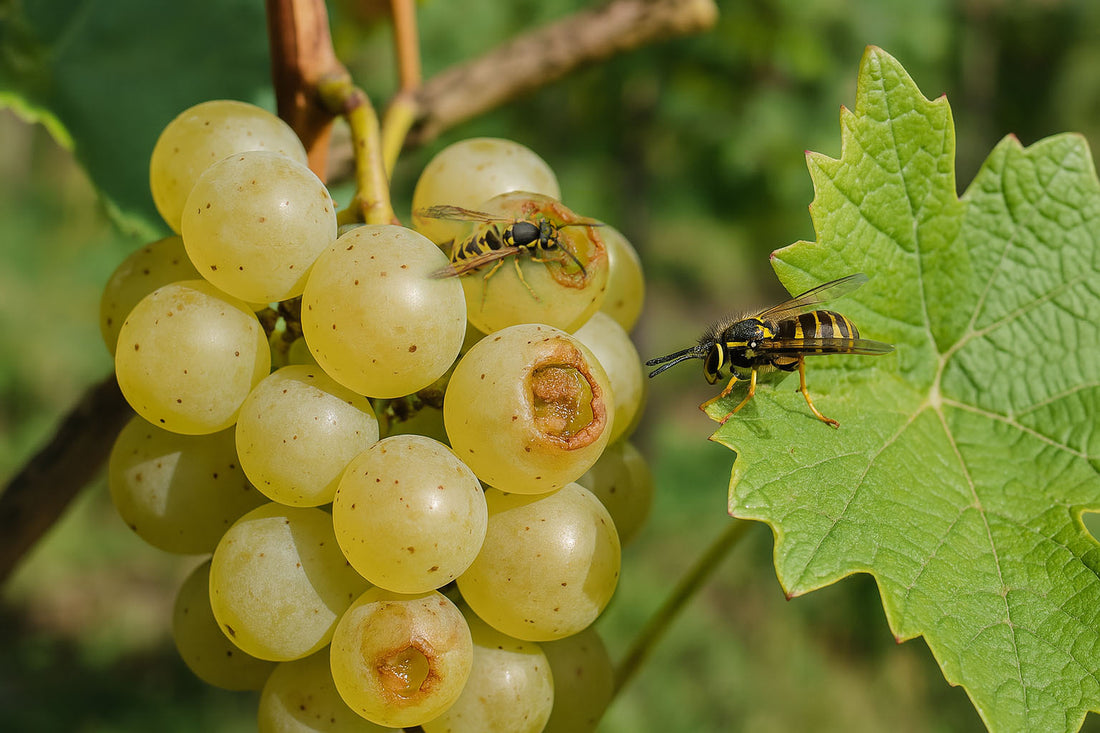 Schäden im Weinberg durch Wespen