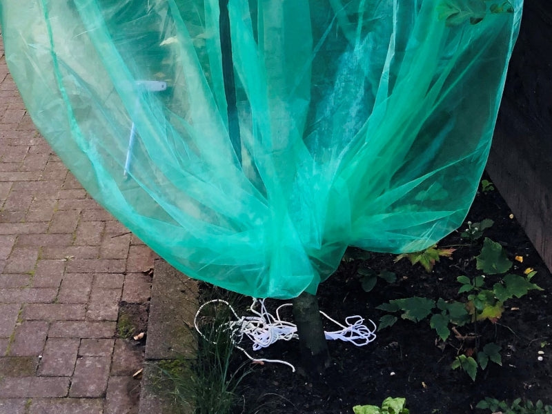 Obstbaumschutzbeutel kaufen Sie bei Winzernetze.de