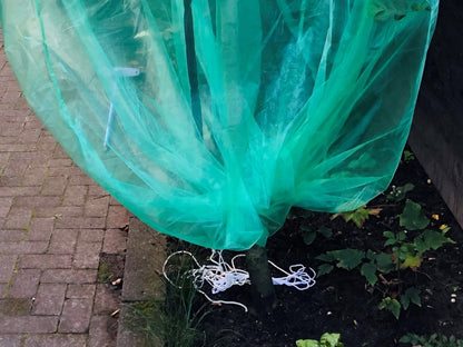 Obstbaumschutzbeutel kaufen Sie bei Winzernetze.de