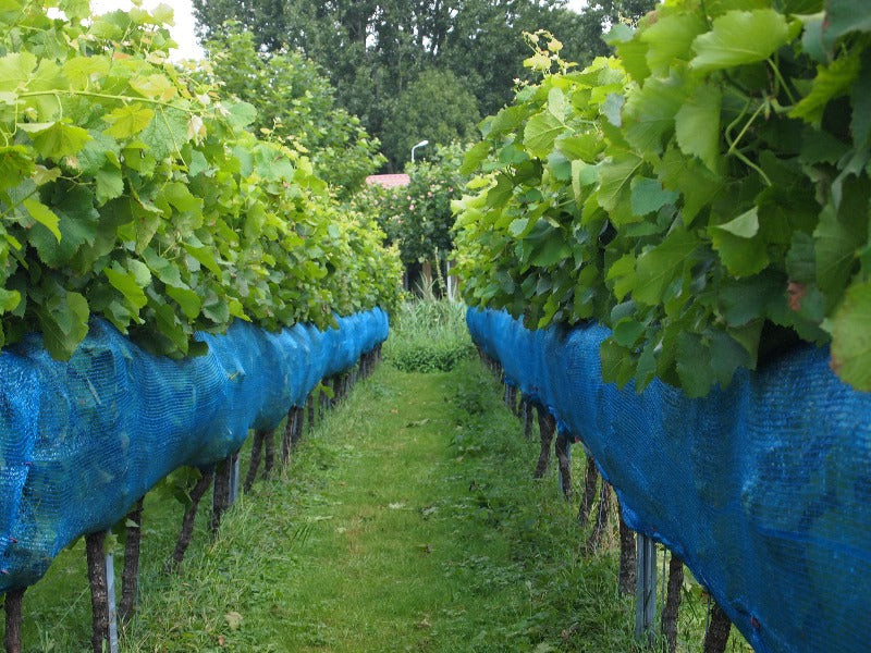 Weinbaunetz blau