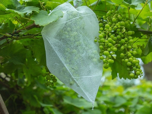 Traubenschutzbeutel kaufen Sie bei Winzernetze