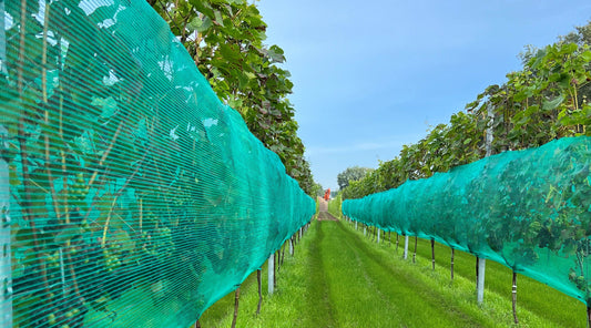 Wespen/Hagelschutznetz kaufen Sie bei Winzernetze