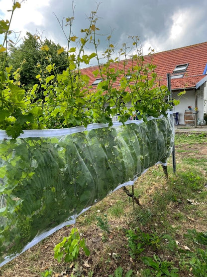 Wespen/Hagelschutznetz mit Klettverschluss, transparent