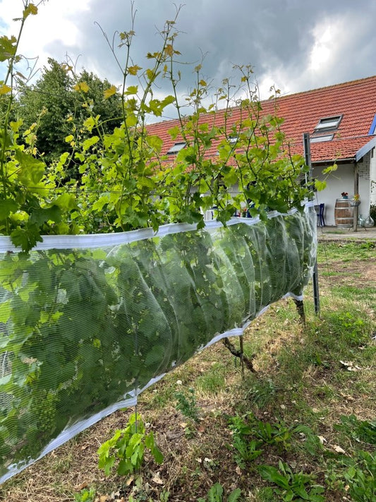 Wespen/Hagelschutznetz mit Klettverschluss, transparent