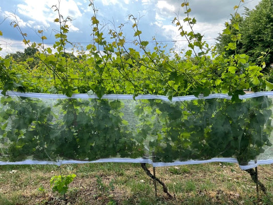 Schutznetz gegen Vögel, Wespen & Hagel mit Klettverschluss, transparent