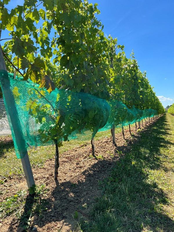 Wespen/Hagelschutznetz, grün