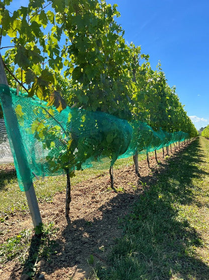 Wespen/Hagelschutznetz, grün