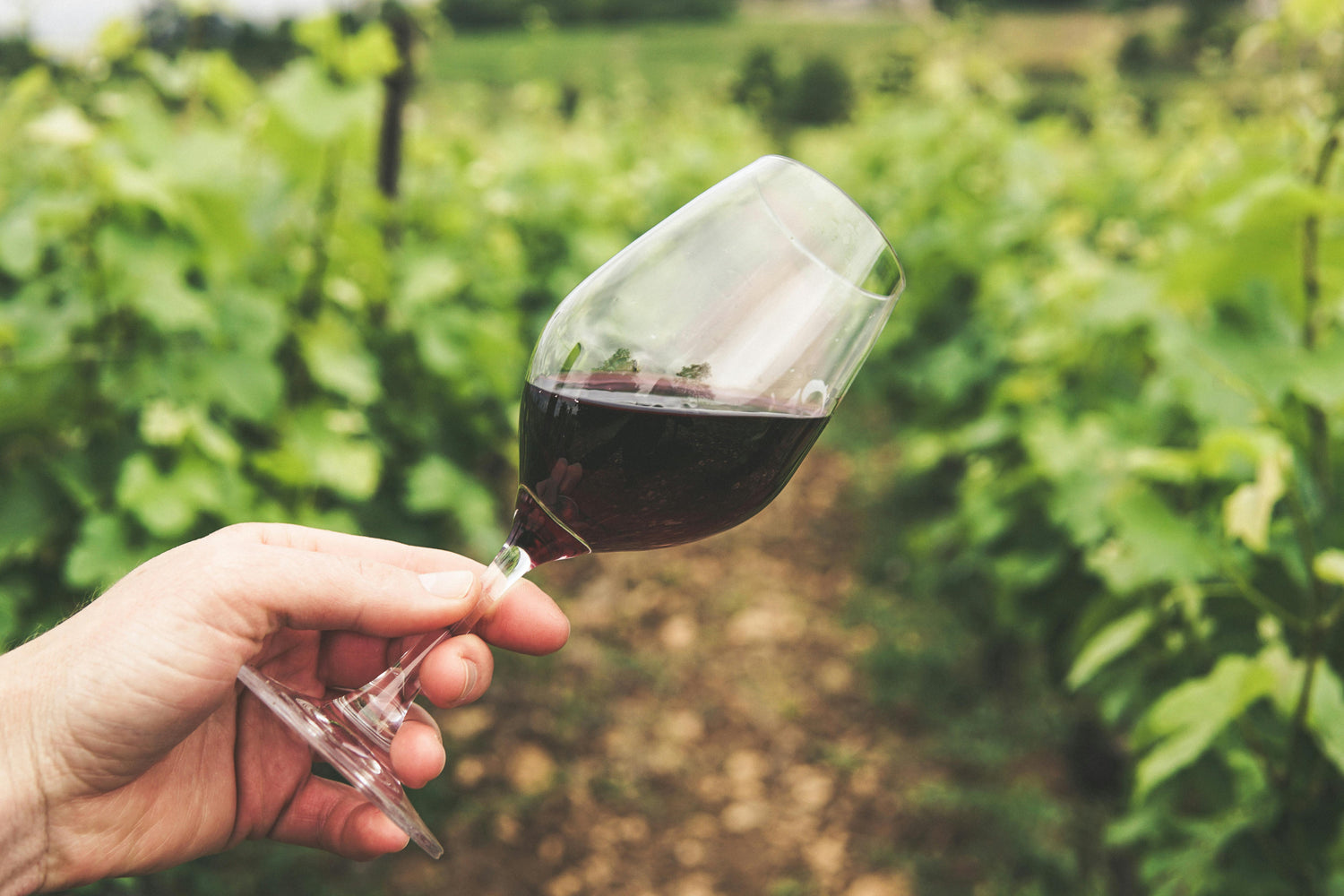Mann hält ein Weinglas mit Rotwein im Weinberg.