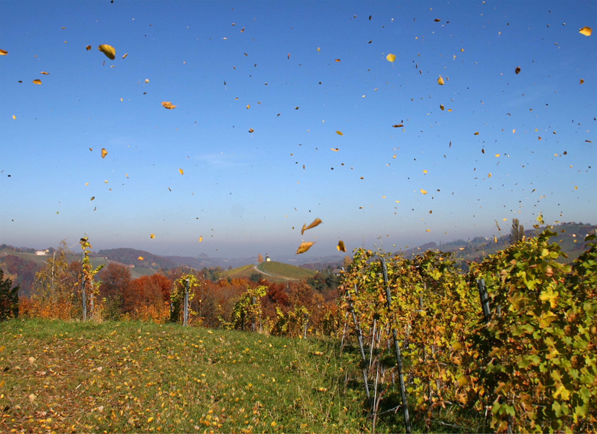 Blätter wehen durch die Luft mit einem Weinberg im Hintergrund